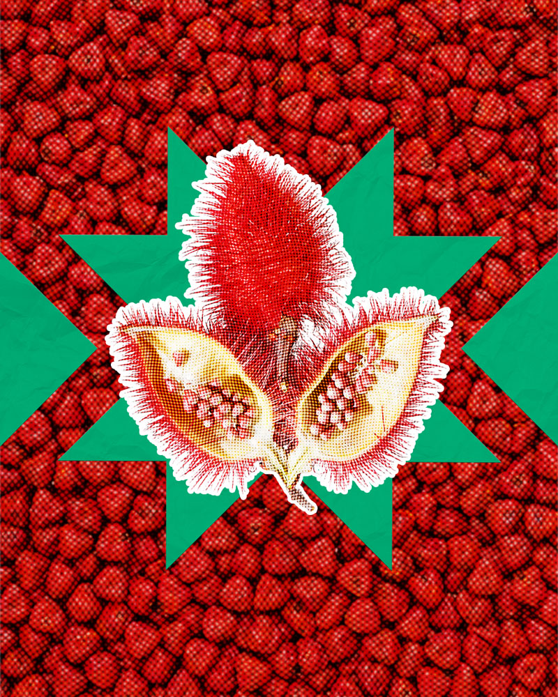Achiote