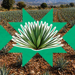 Agave