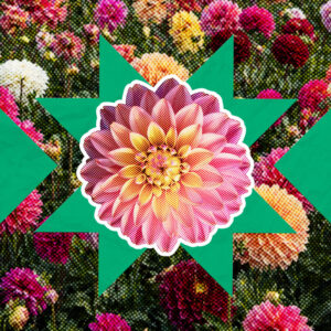 Dalia