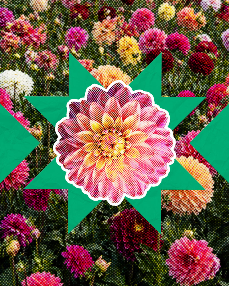 Dalia