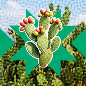 Nopal