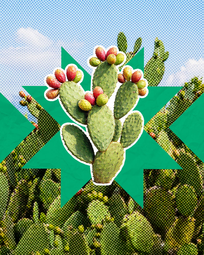 Nopal