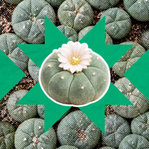 Peyote