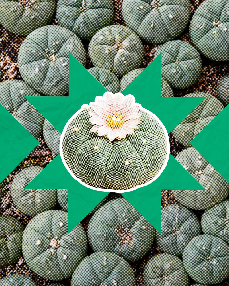 Peyote