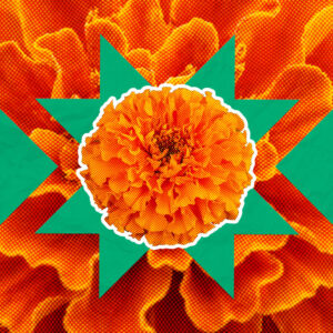 Flor de Cempasúchil