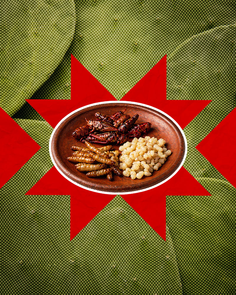 Insectos Comestibles