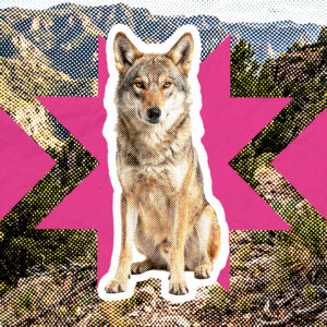 Lobo Mexicano