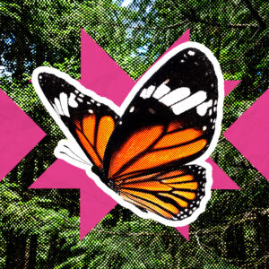 Mariposa Monarca