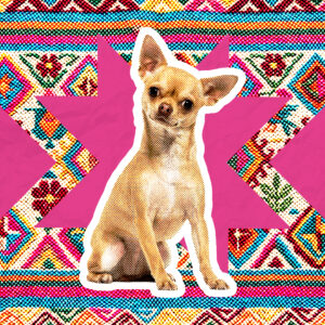 Perro Chihuahua