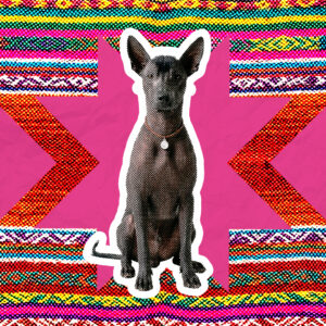 Xoloitzcuintle