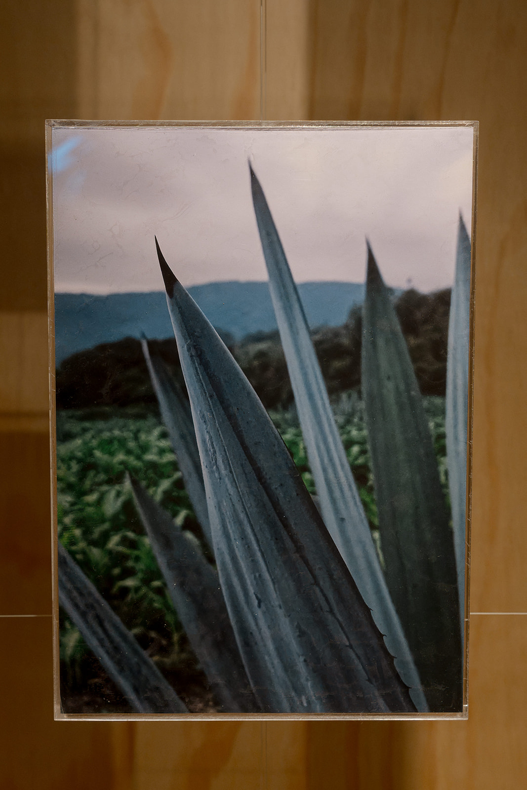 ERAS MEZCAL, 2021