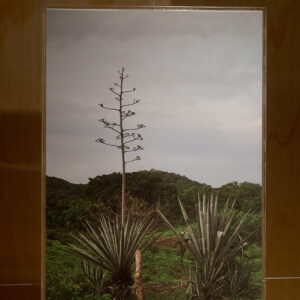 ERAS MEZCAL, 2017