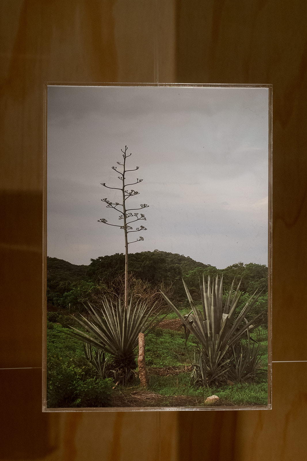 ERAS MEZCAL, 2017