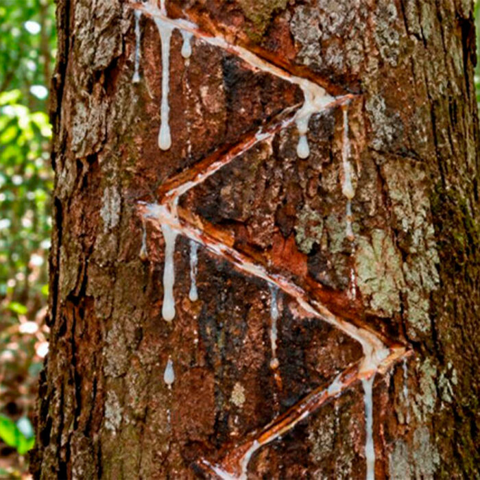 Tronco de chicozapote con cortes en zigzag y látex blanco escurriendo